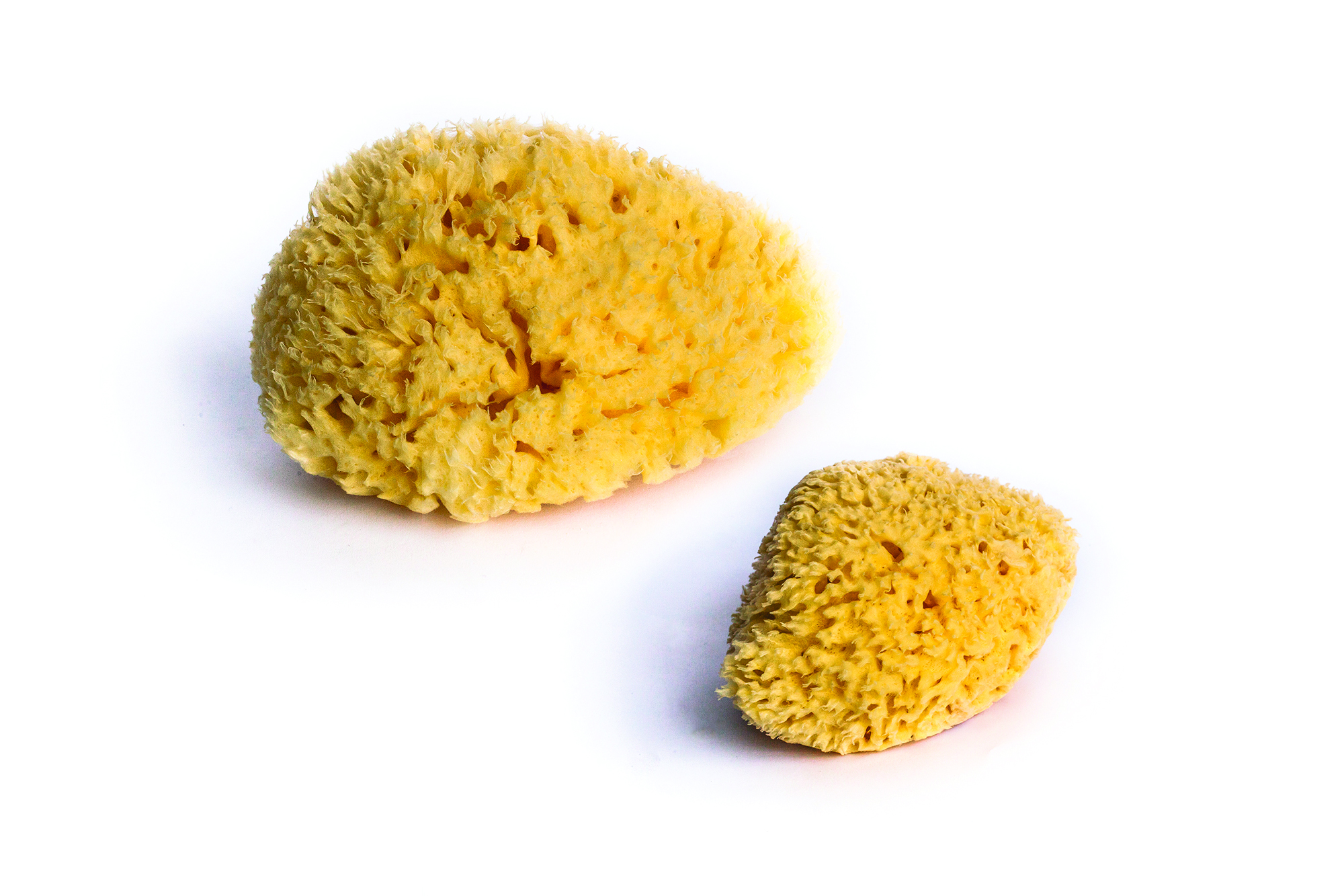 LOT OF 2 NATURAL SPONGES